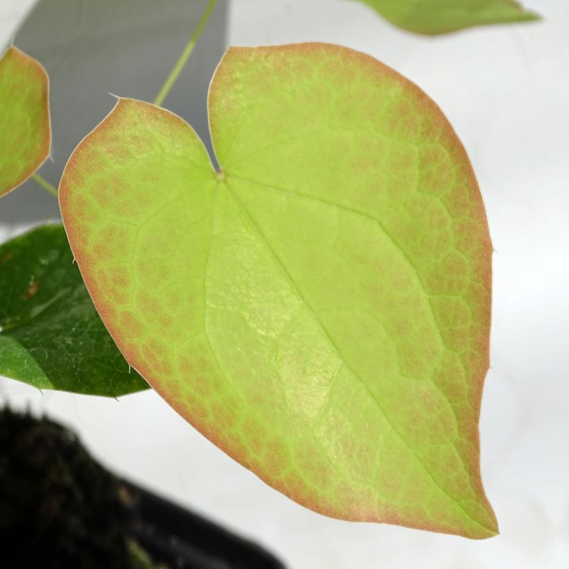 Fleur des Elfes - Epimedium  pubigerum Orangekönigin (Feuillage)