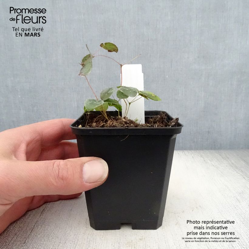 Spécimen de Fleur des Elfes - Epimedium  pubigerum Orangekönigin Godet de 9cm tel que livré au printemps