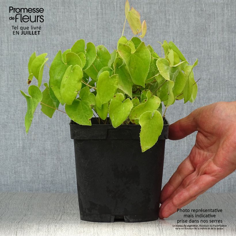 Spécimen de Fleur des Elfes - Epimedium  pubigerum Orangekönigin Pot de 2L/3L tel que livré en été