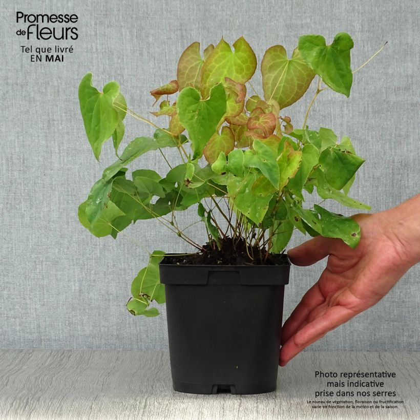 Spécimen de Fleur des Elfes - Epimedium  pubigerum Orangekönigin Pot de 2/3 L tel que livré au printemps