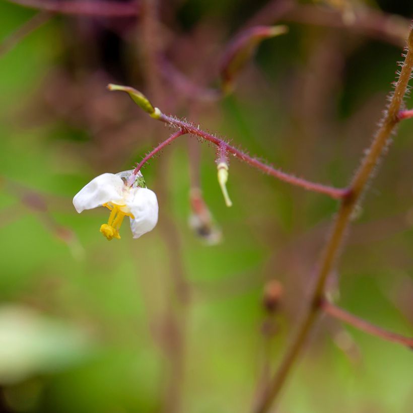 Fleur des Elfes - Epimedium pubigerum (Floraison)