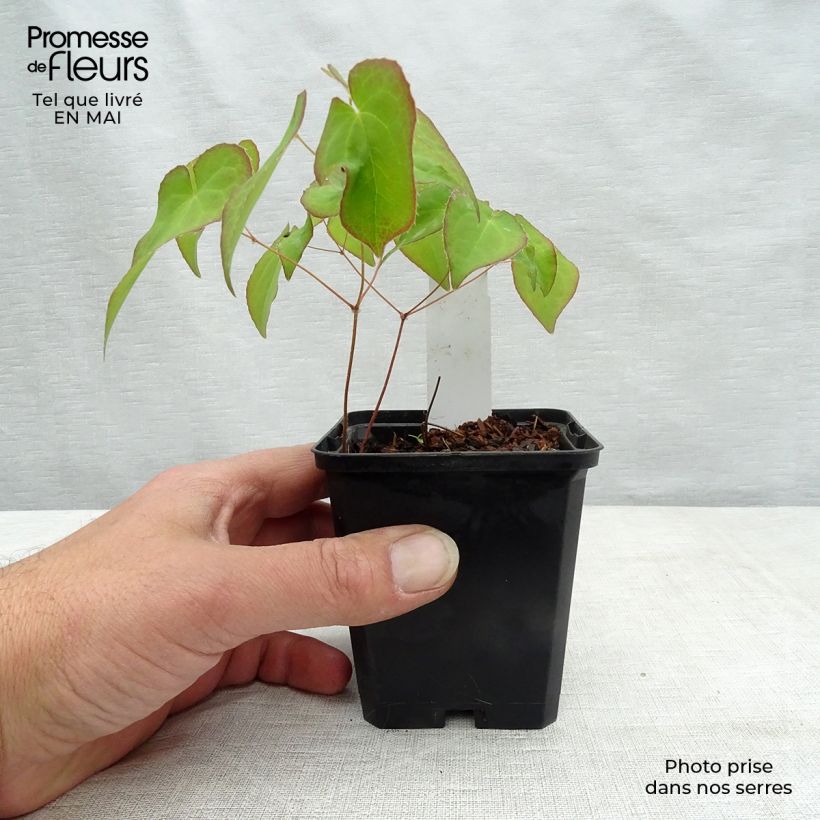Spécimen de Fleur des Elfes - Epimedium  x versicolor Cupreum Godet de 8 cm tel que livré au printemps