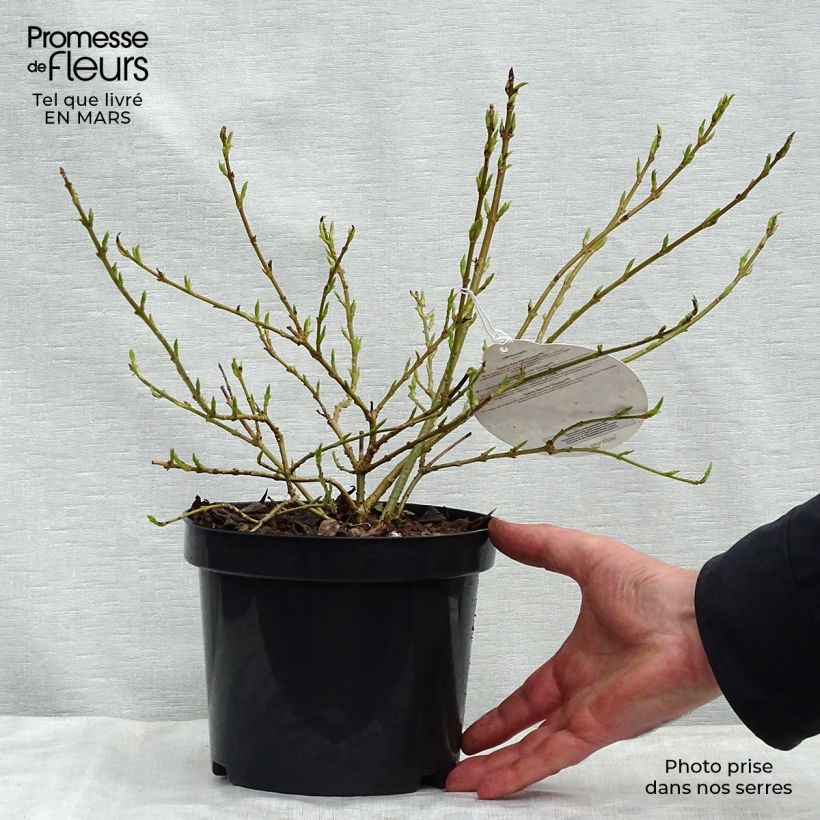 Spécimen de Forsythia Marée d'Or - Mimosa de Paris tel que livré au printemps