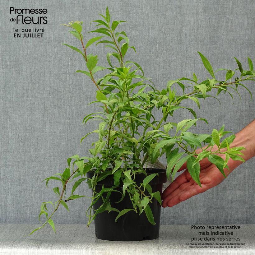 Spécimen de Forsythia Marée d'Or - Mimosa de Paris Pot de 3L/4L tel que livré en été