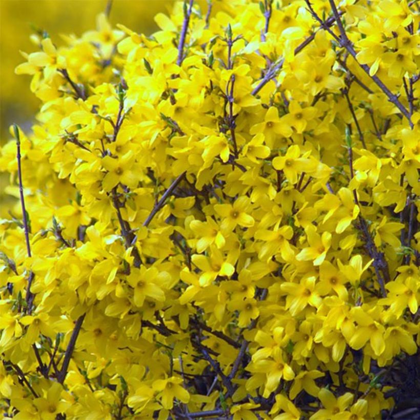 Forsythia Mêlée d'Or - Mimosa de Paris (Floraison)