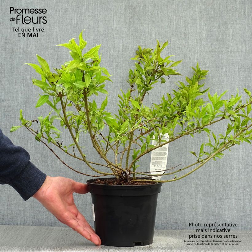 Spécimen de Forsythia Mêlée d'Or - Mimosa de Paris tel que livré au printemps