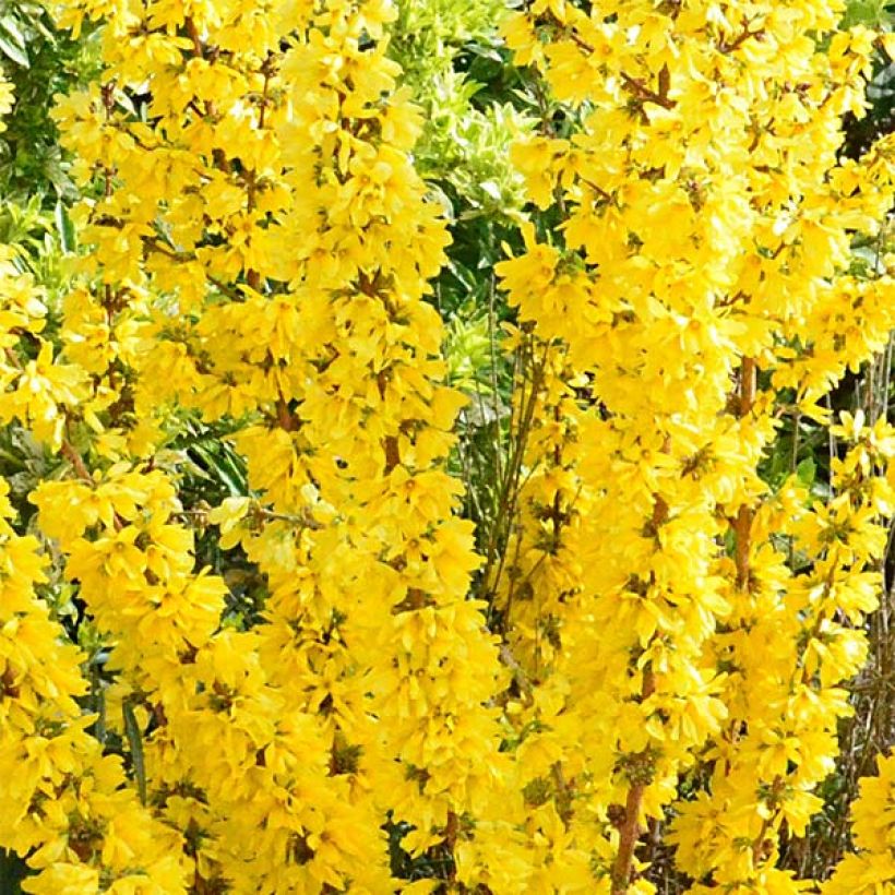 Forsythia Mikador - Mimosa de Paris (Floraison)