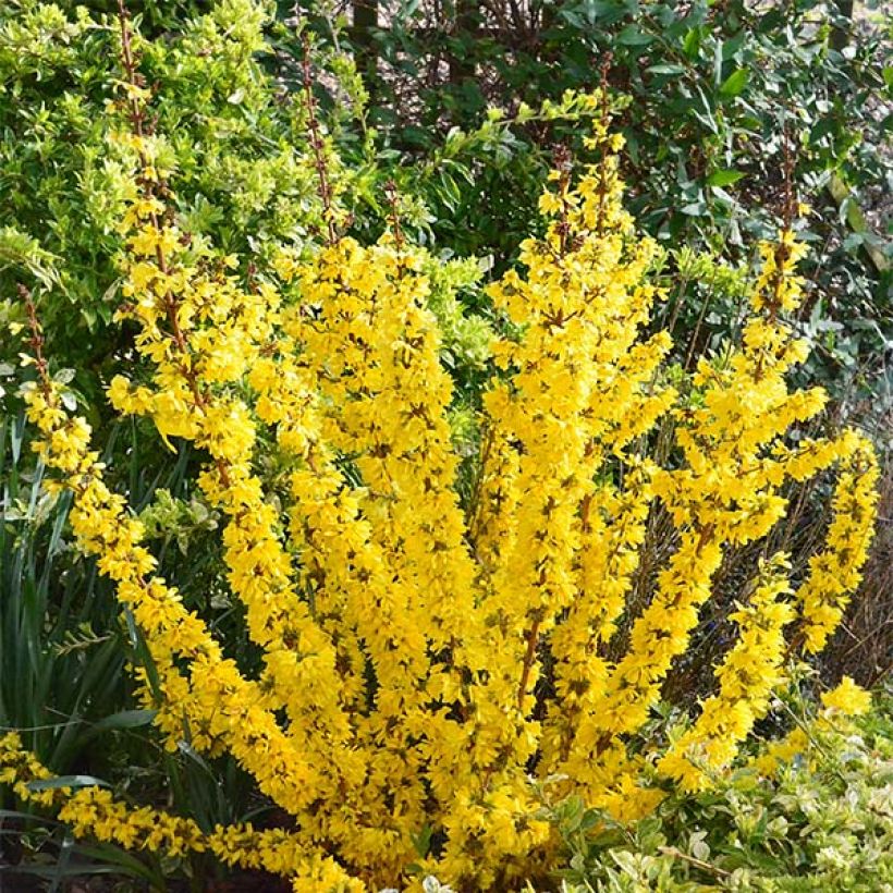 Forsythia Mikador - Mimosa de Paris (Port)