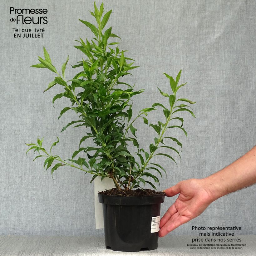 Spécimen de Forsythia Mikador - Mimosa de Paris Pot de 2L/3L tel que livré en été