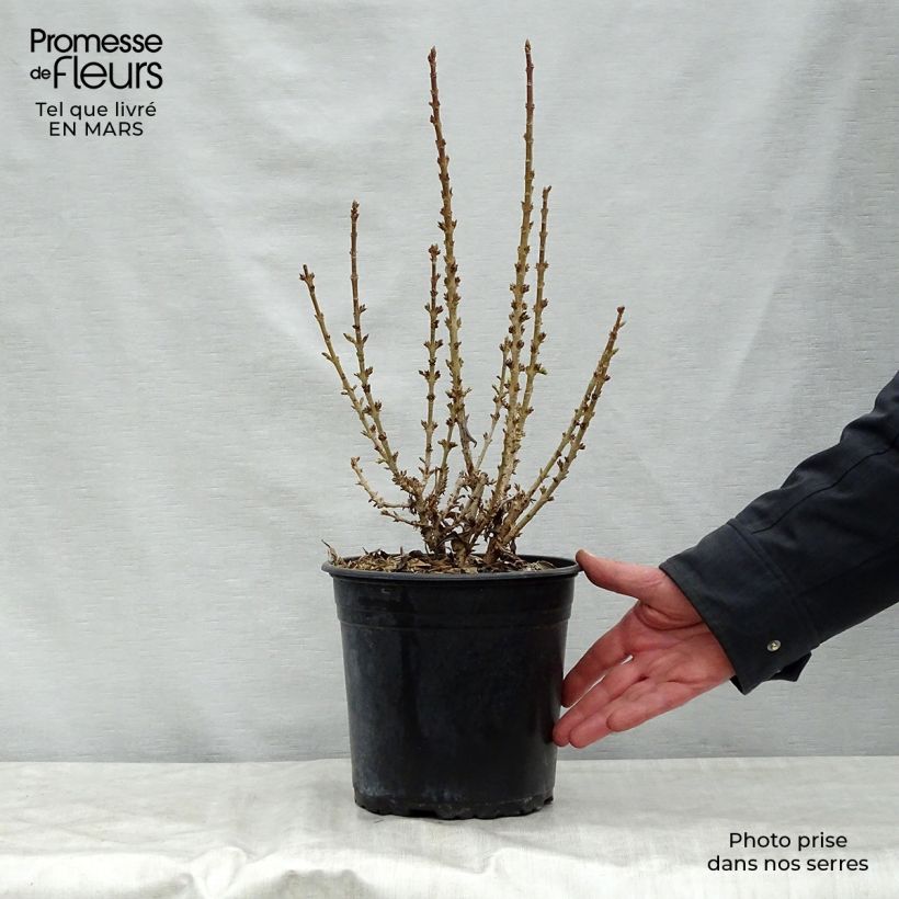 Spécimen de Forsythia Nimbus - Mimosa de Paris nain en pot de 3/4 l tel que livré au printemps