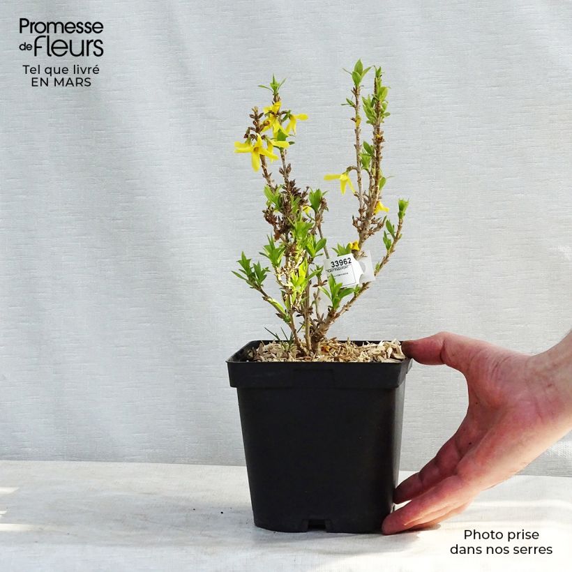 Spécimen de Forsythia Nimbus - Mimosa de Paris nain en pot de 2/3 l tel que livré en hiver