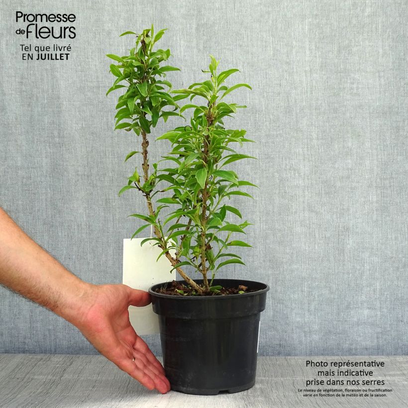 Spécimen de Forsythia Nimbus - Mimosa de Paris nain Pot de 3L/4L tel que livré en été