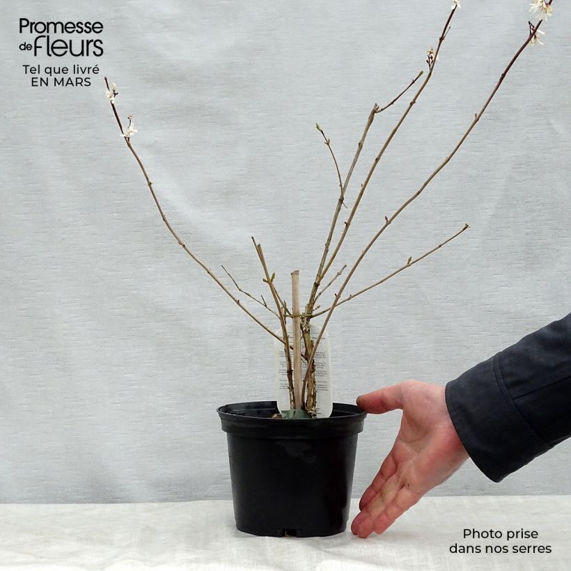 Spécimen de Forsythia blanc de Corée, Abeliophyllum distichum Pot de 2L/3L tel que livré au printemps