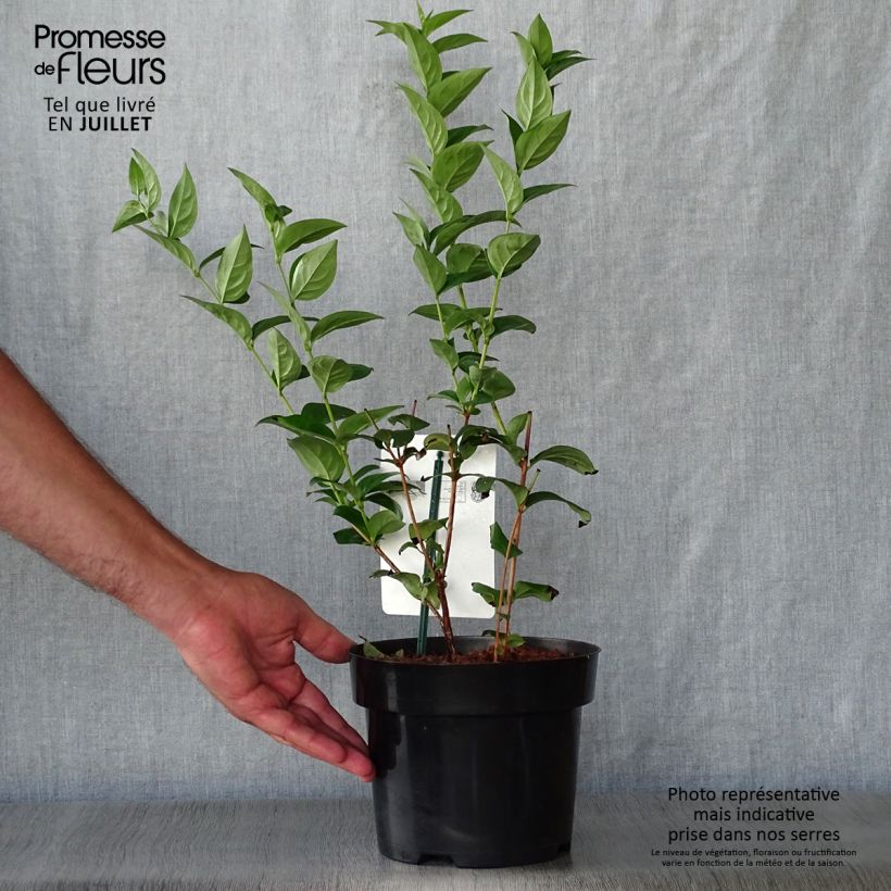 Spécimen de Forsythia blanc de Corée, Abeliophyllum distichum Pot de 2L/3L tel que livré en été