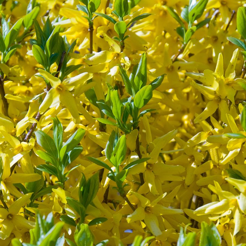 Forsythia intermedia Golden Times - Mimosa de Paris (Floraison)