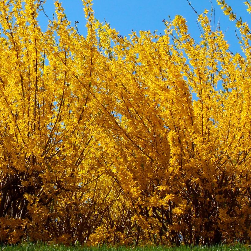 Forsythia intermedia Golden Times - Mimosa de Paris (Port)