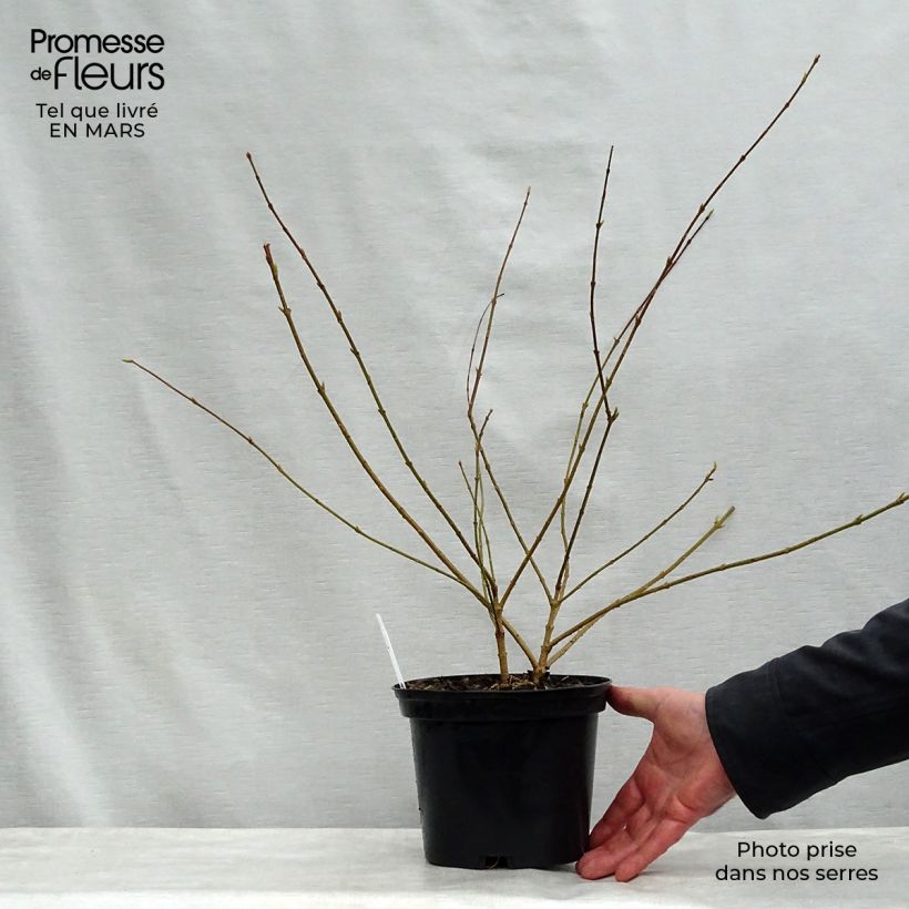 Spécimen de Forsythia intermedia Golden Times - Mimosa de Paris tel que livré au printemps