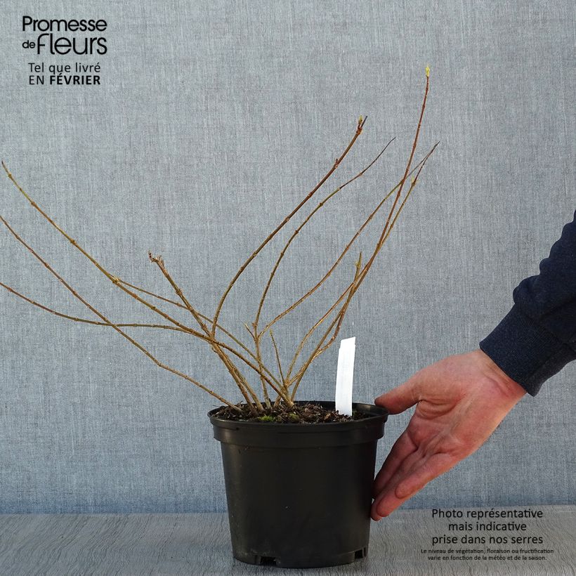 Spécimen de Forsythia intermedia Golden Times - Mimosa de Paris tel que livré en hiver
