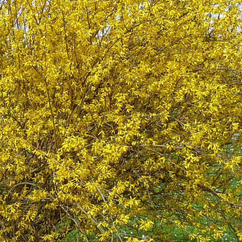 Forsythia intermedia Lyngold - Mimosa de Paris (Floraison)