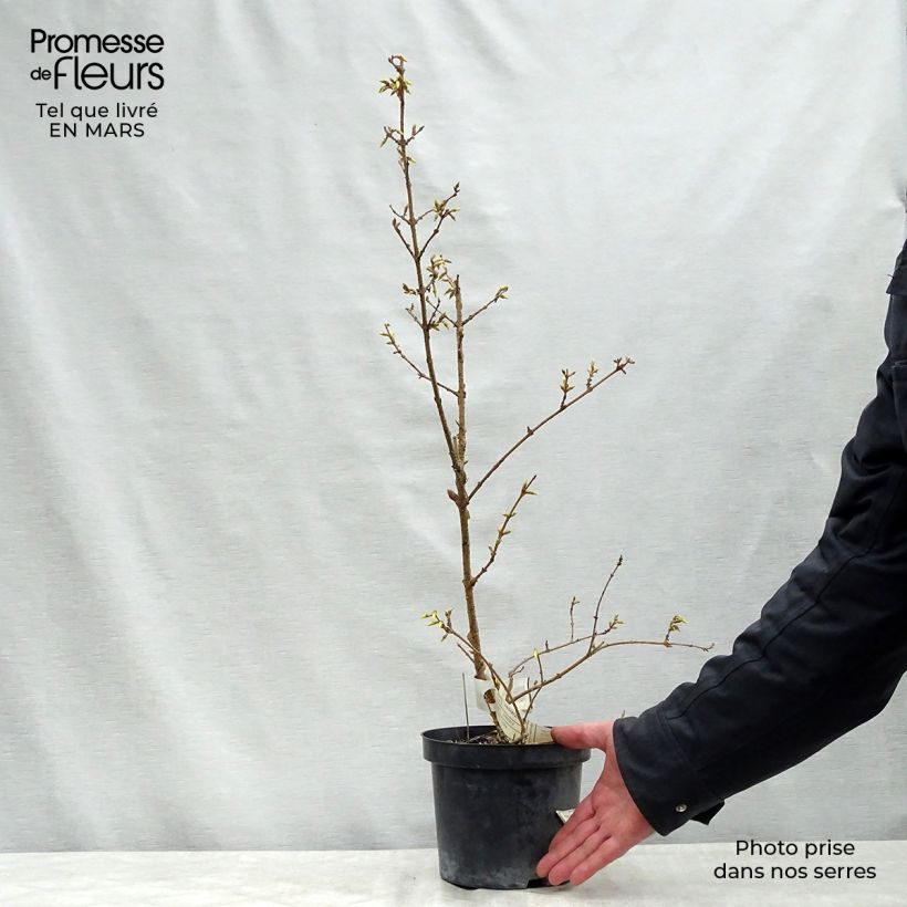 Spécimen de Forsythia intermedia Lyngold - Mimosa de Paris Racines nues tel que livré au printemps