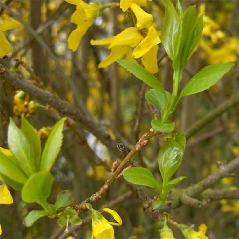 Forsythia intermedia Spectabilis - Mimosa de Paris (Feuillage)