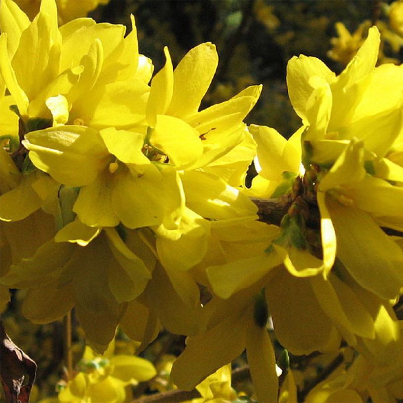 Forsythia intermedia Spectabilis - Mimosa de Paris (Floraison)