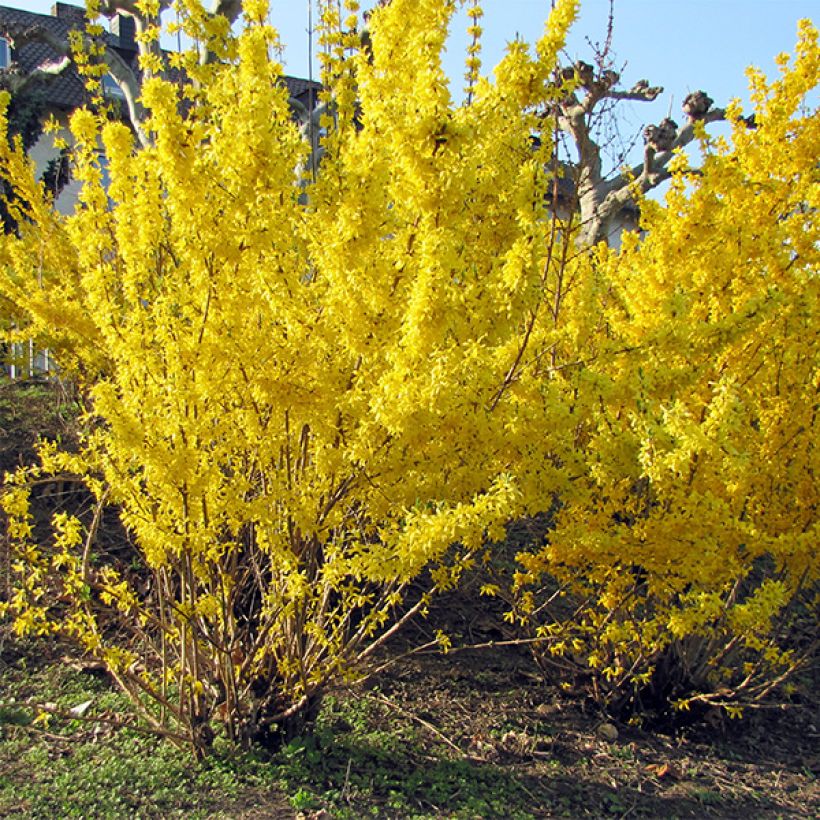 Forsythia intermedia Spectabilis - Mimosa de Paris (Port)