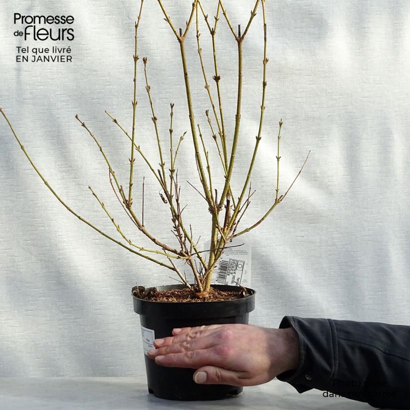 Spécimen de Forsythia intermedia Spectabilis - Mimosa de Paris tel que livré en hiver