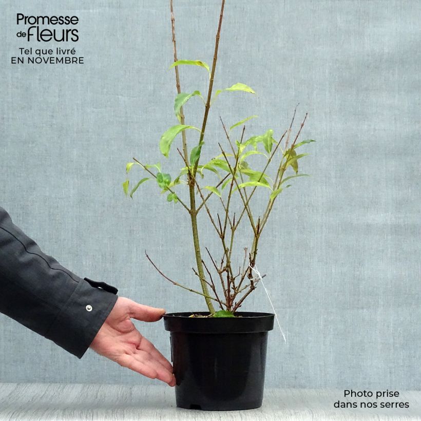 Spécimen de Forsythia intermedia Spectabilis - Mimosa de Paris Pot de 2L/3L tel que livré en automne