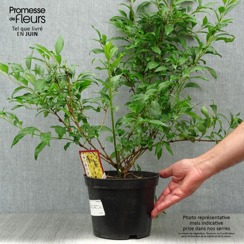 Spécimen de Forsythia intermedia Spectabilis - Mimosa de Paris Pot de 2L/3L tel que livré en été