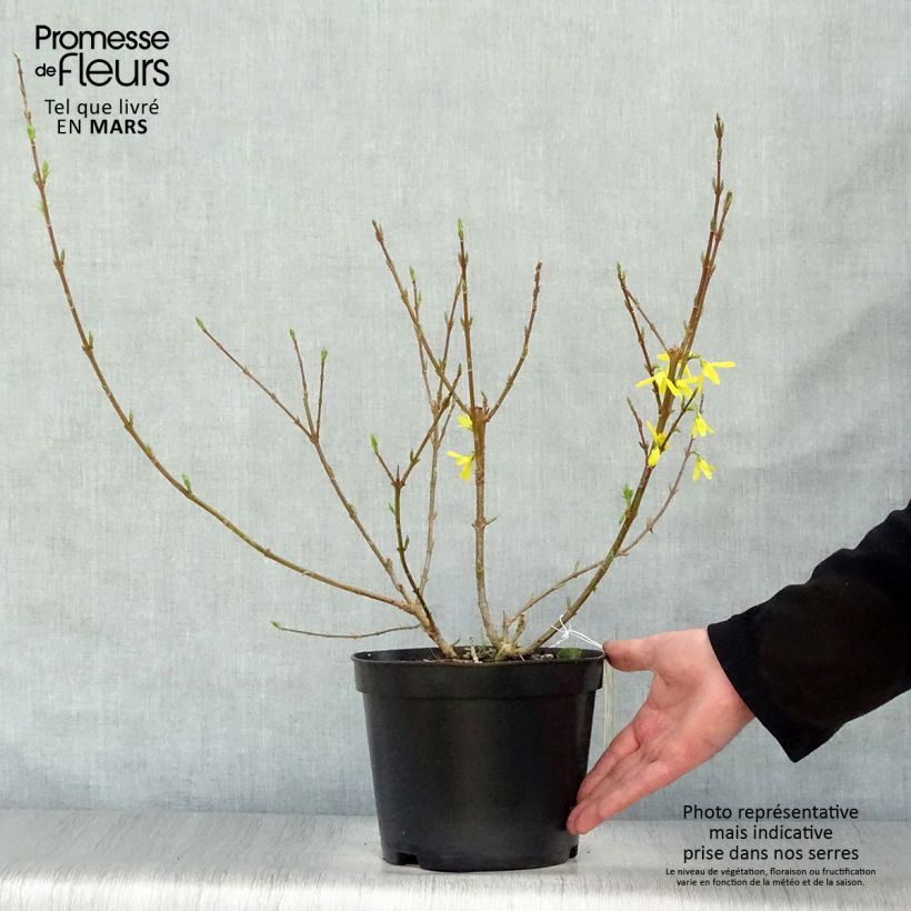 Spécimen de Forsythia intermedia Spectabilis - Mimosa de Paris tel que livré au printemps