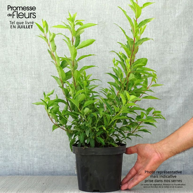 Spécimen de Forsythia intermedia Week-end - Mimosa de Paris Pot de 2L/3L tel que livré en été