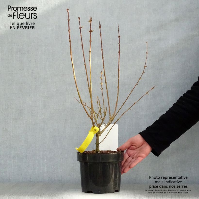 Spécimen de Forsythia intermedia Week-end - Mimosa de Paris tel que livré en hiver