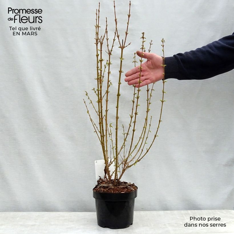 Spécimen de Forsythia intermedia Week-end - Mimosa de Paris tel que livré au printemps