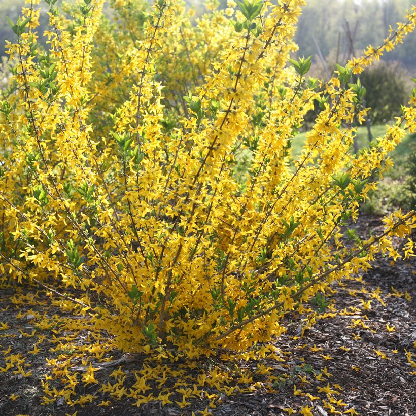 Forsythia koreana Flying Machine - Forsythia de Corée (Port)