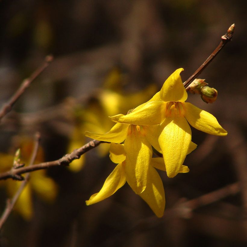 Forsythia koreana Kumsun - Forsythia de Corée -  (Floraison)