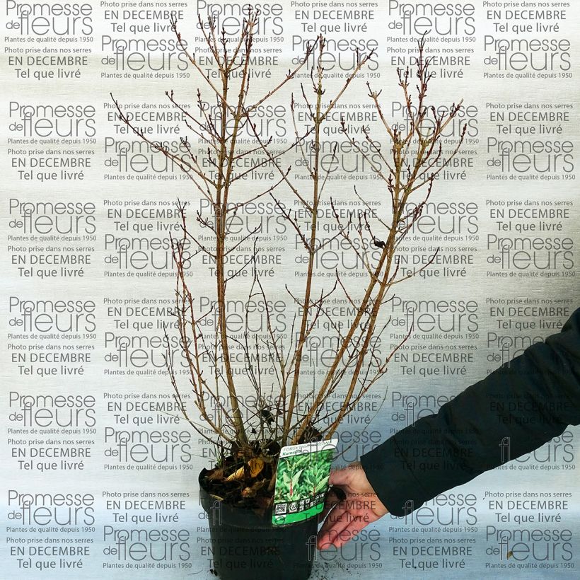 Exemple de spécimen de Forsythia koreana Kumsun - Forsythia de Corée -  Pot de 3L/4L tel que livré