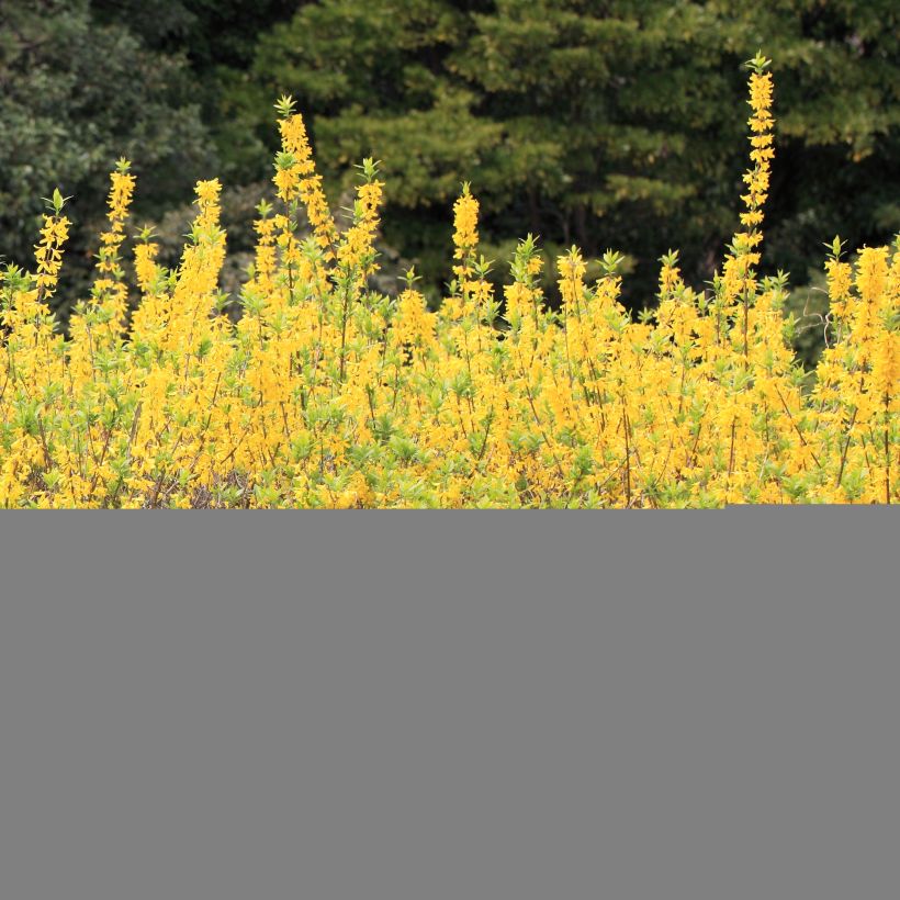 Forsythia viridissima Citrus Swizzle - Mimosa de Paris (Port)