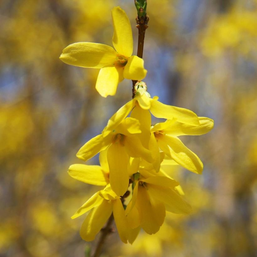 Forsythia x intermedia Gold Rausch - Mimosa de Paris (Floraison)