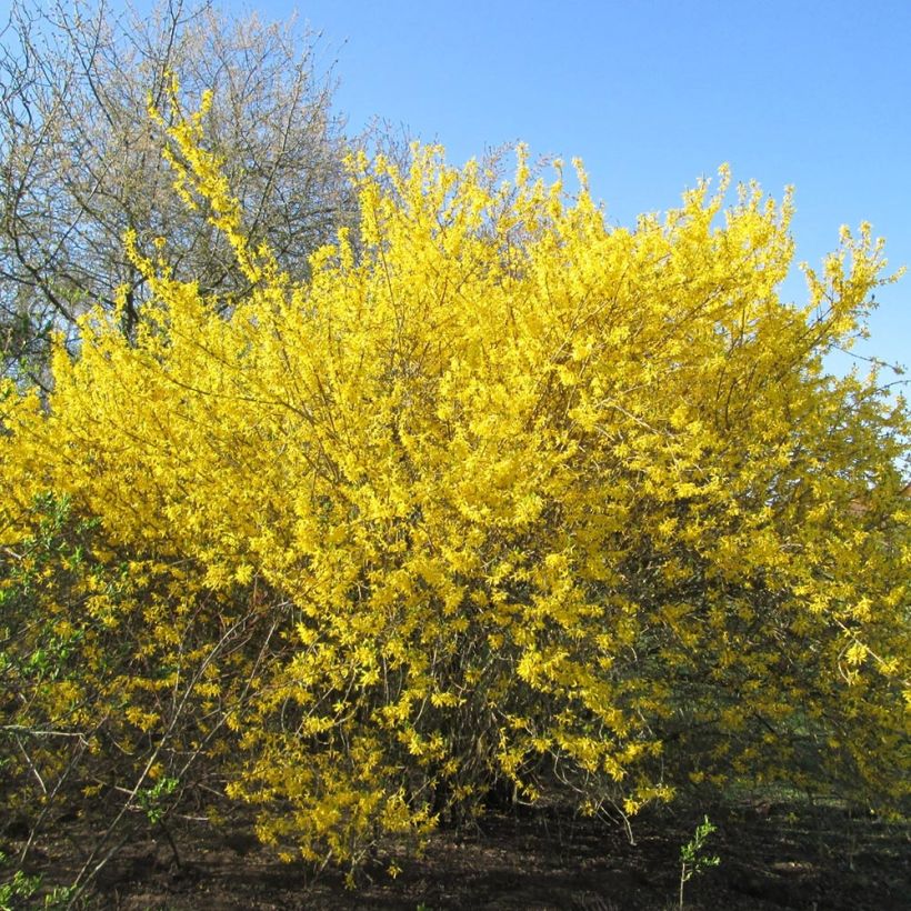 Forsythia x intermedia Gold Rausch - Mimosa de Paris (Port)