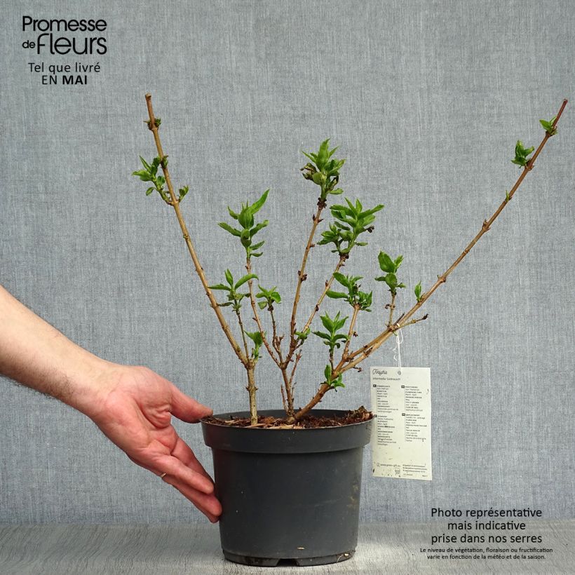 Spécimen de Forsythia x intermedia Gold Rausch - Mimosa de Paris tel que livré au printemps