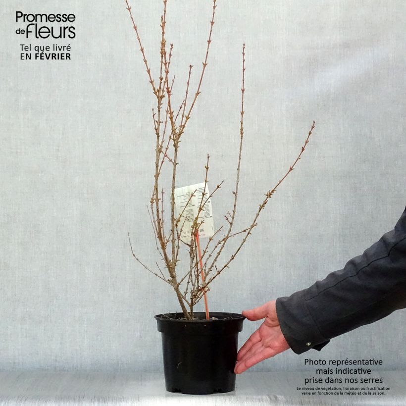 Spécimen de Forsythia (x) intermedia Minigold - Mimosa de Paris tel que livré en hiver