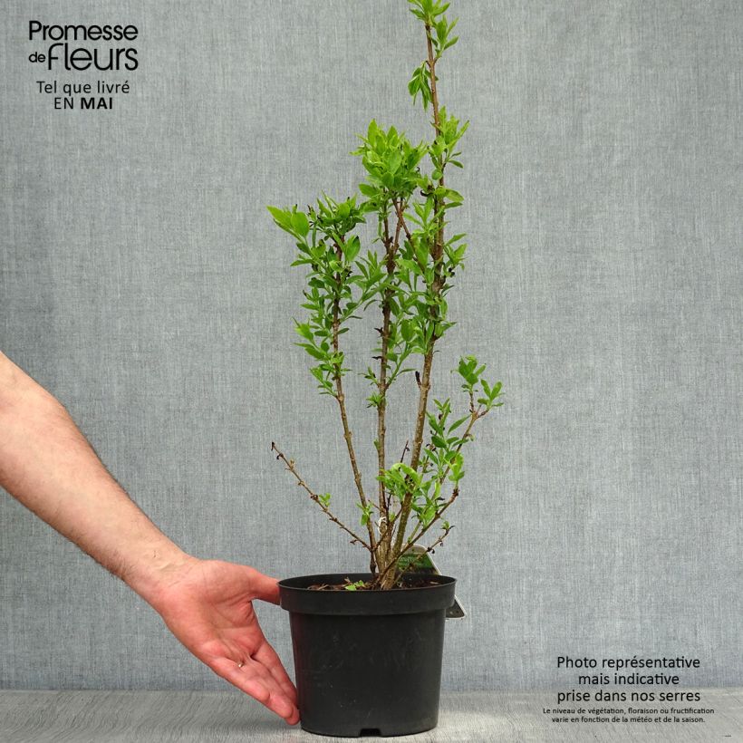 Spécimen de Forsythia (x) intermedia Minigold - Mimosa de Paris Pot de 2L/3L tel que livré au printemps