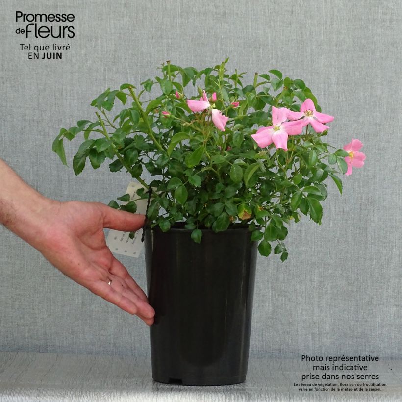 Spécimen de Rosier Fortuna Pot de 2L/3L tel que livré en été