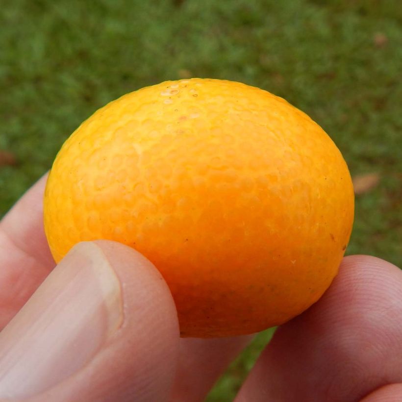 Kumquat Marumi - Fortunella japonica (Récolte)