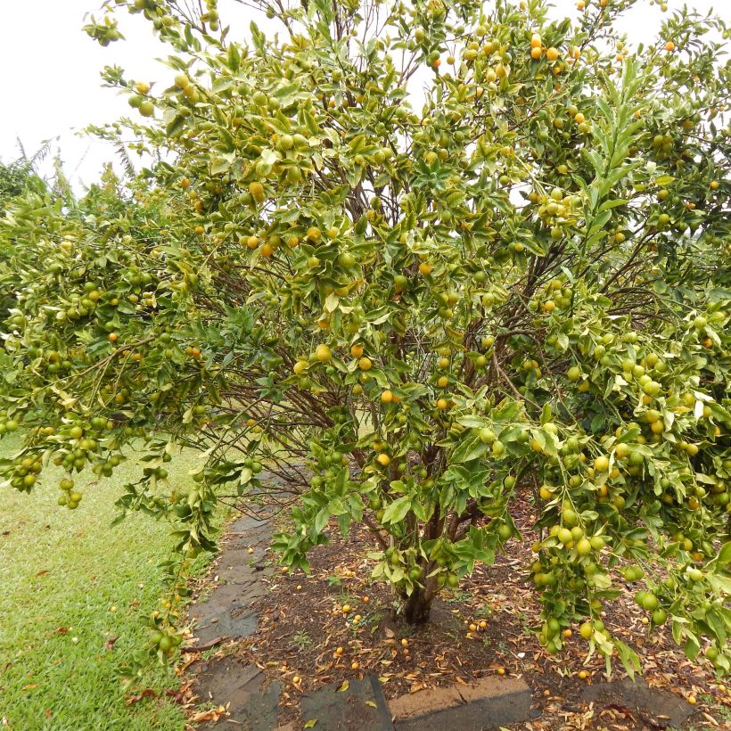 Kumquat Marumi - Fortunella japonica (Port)