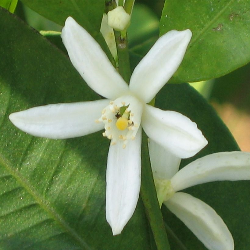 Kumquat à fruits ovales - Fortunella margarita (Floraison)