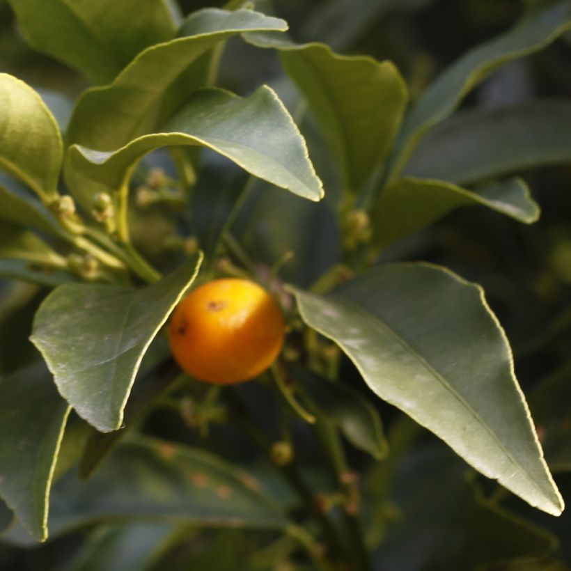 Kumquat à fruits ovales - Fortunella margarita (Feuillage)