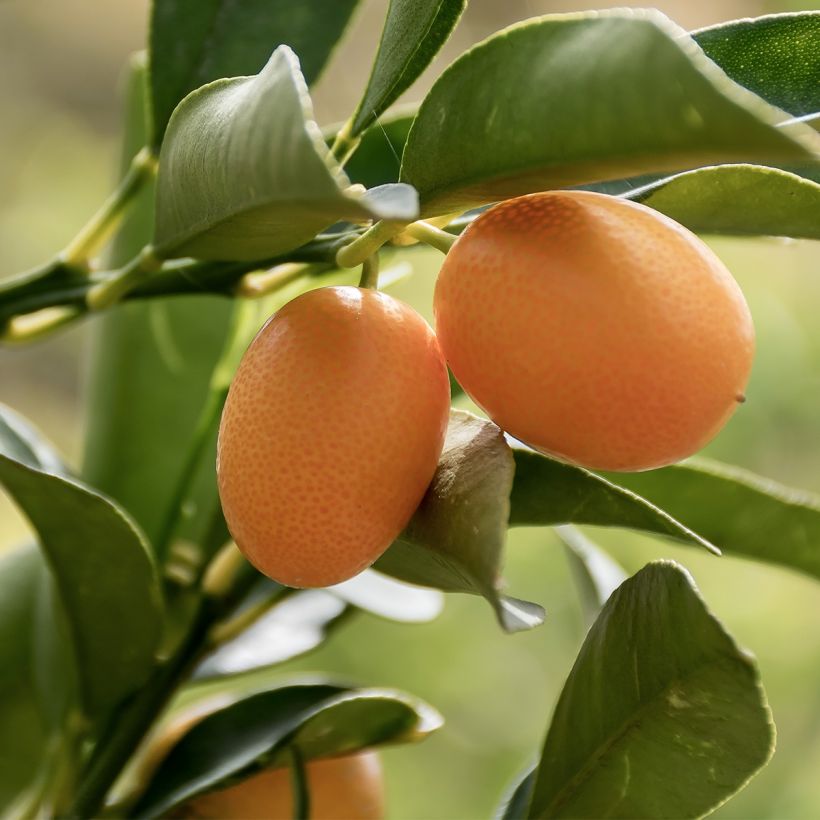 Kumquat à fruits ovales - Fortunella margarita (Récolte)