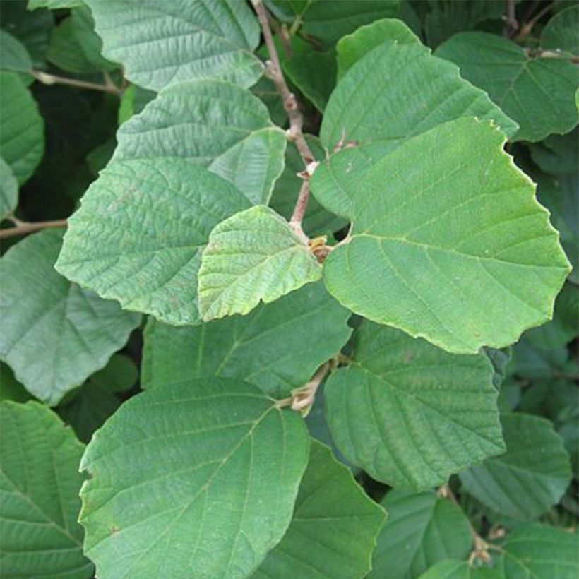 Fothergilla gardenii (Feuillage)